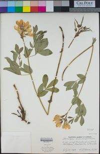 Thermopsis divaricarpa image