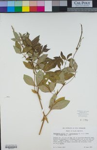 Thermopsis mollis image