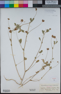 Trifolium bifidum var. decipiens image