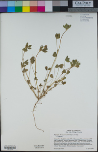 Trifolium albopurpureum image