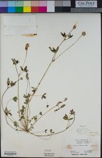 Trifolium ciliolatum image