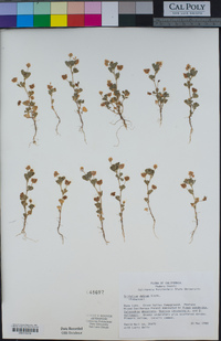 Trifolium dubium image