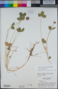 Trifolium fragiferum image