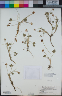 Trifolium fragiferum image