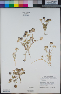 Trifolium grayi image