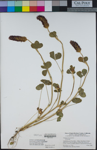 Trifolium incarnatum image