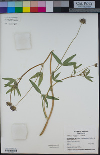 Trifolium mucronatum image