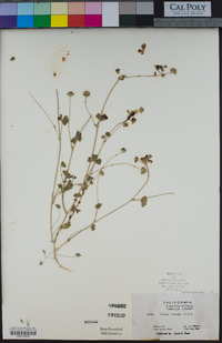 Trifolium microdon image