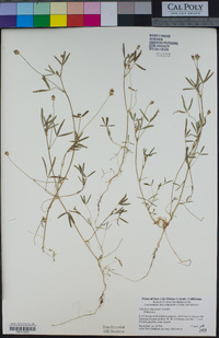 Trifolium oliganthum image