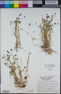 Trifolium oliganthum image