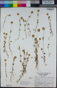 Trifolium olivaceum image