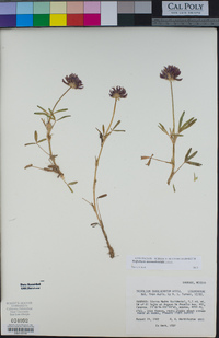 Trifolium involucratum image