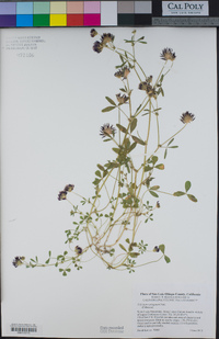 Trifolium variegatum image