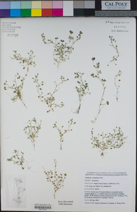 Trifolium variegatum image