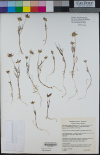 Trifolium willdenovii image