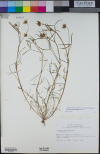 Trifolium willdenovii image