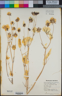 Trifolium willdenovii image