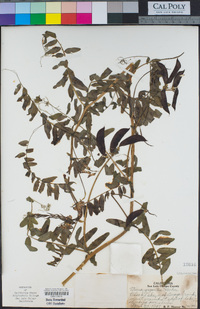 Vicia nigricans subsp. gigantea image