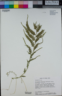 Selaginella delicatula image