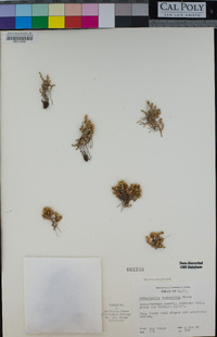Selaginella eremophila image