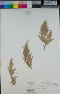 Selaginella flabellata image