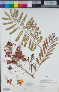 Caesalpinia pulcherrima image