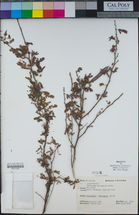 Calliandra eriophylla image