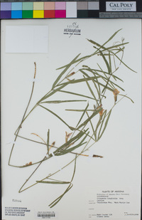 Cologania angustifolia image