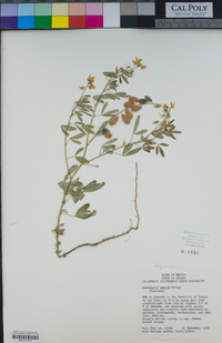 Crotalaria pumila image