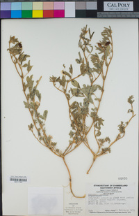 Image of Crotalaria podocarpa