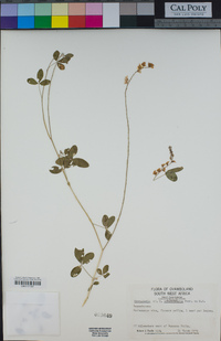 Image of Crotalaria sphaerocarpa