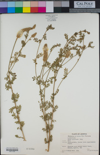 Dalea albiflora image