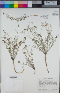 Dalea brachystachys image