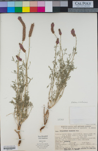 Dalea searlsiae image