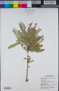 Eysenhardtia orthocarpa image