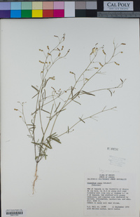 Desmodium rosei image