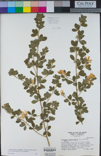 Genista monspessulana image