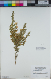 Genista monspessulana image