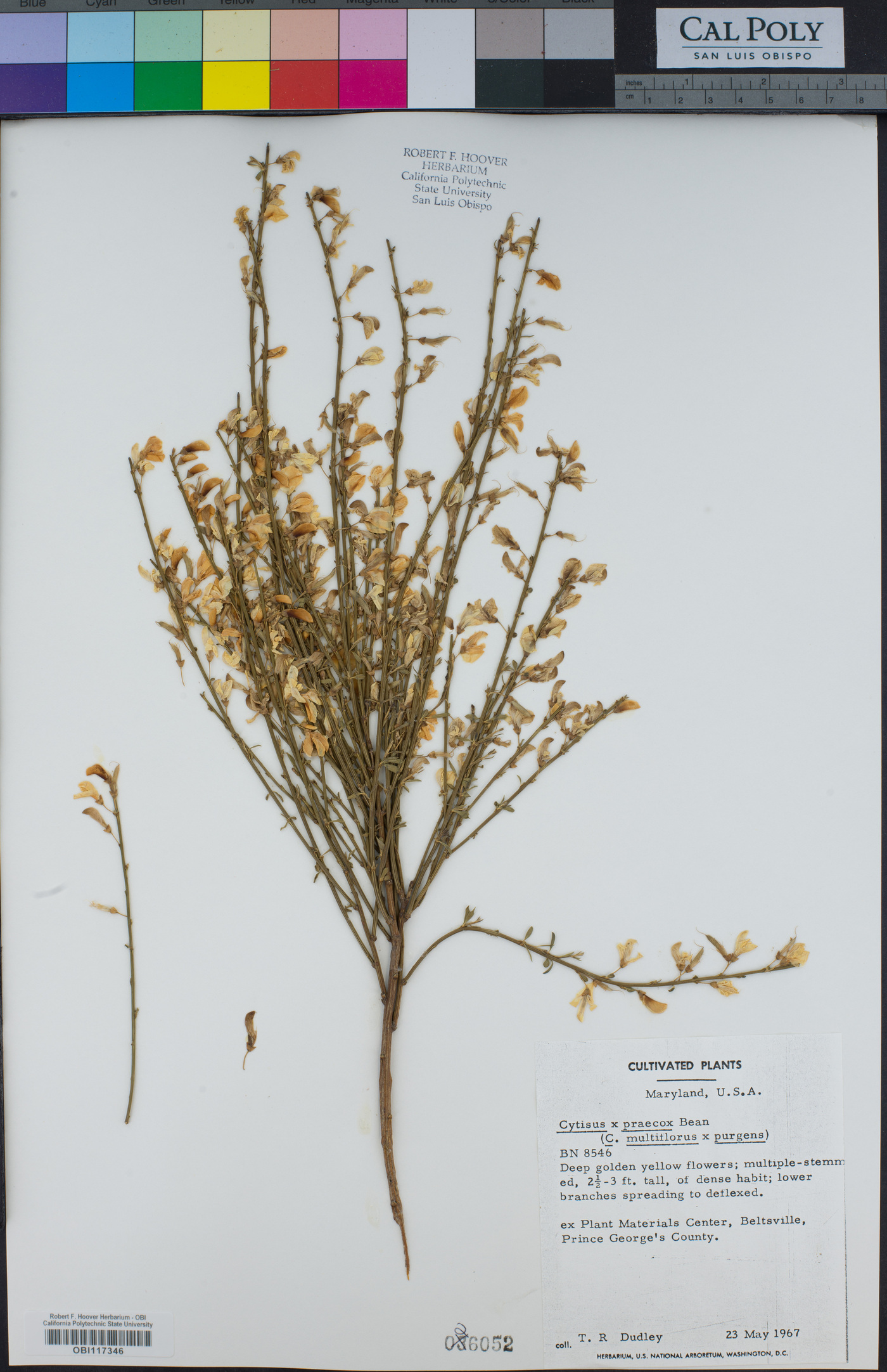 Cytisus x praecox image