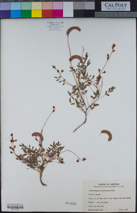 Caesalpinia drepanocarpa image