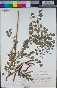 Hosackia crassifolia image
