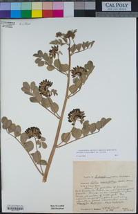 Hosackia crassifolia var. crassifolia image