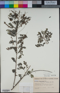 Indigofera sphaerocarpa image