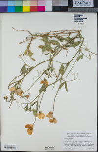 Lathyrus odoratus image