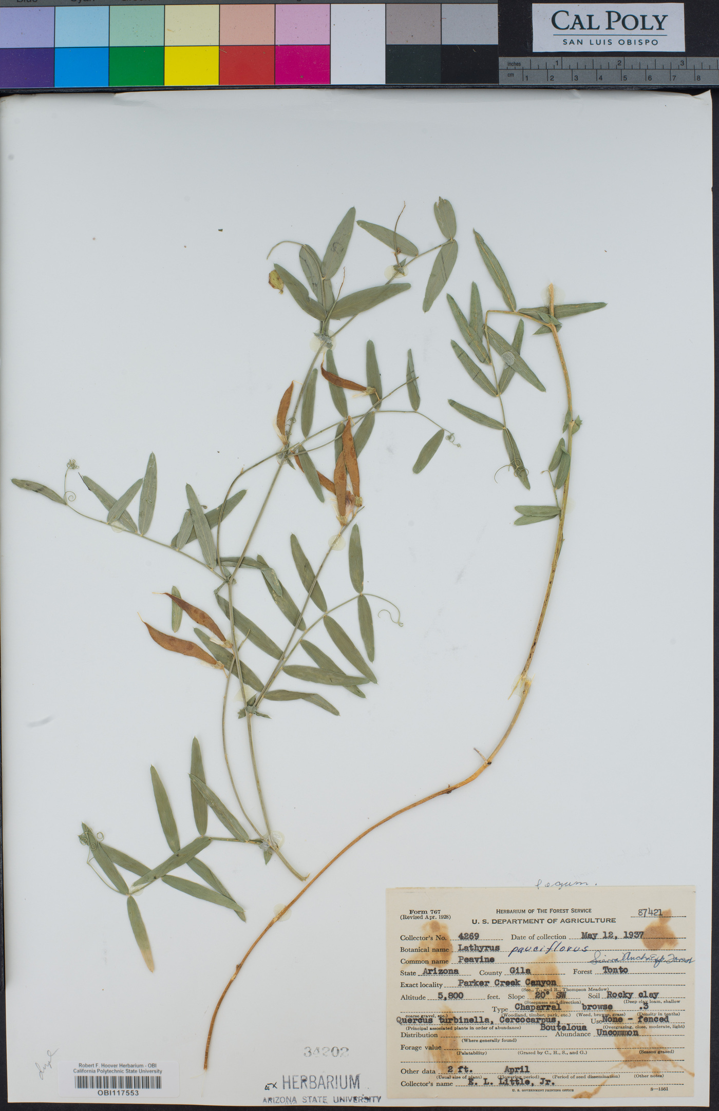 Lathyrus parviflorus image