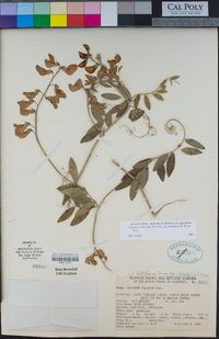 Lathyrus vestitus subsp. alefeldii image