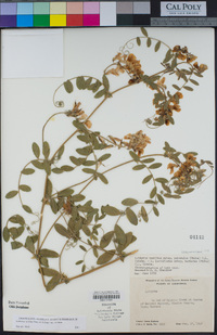 Lathyrus vestitus image