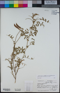 Lathyrus vestitus image