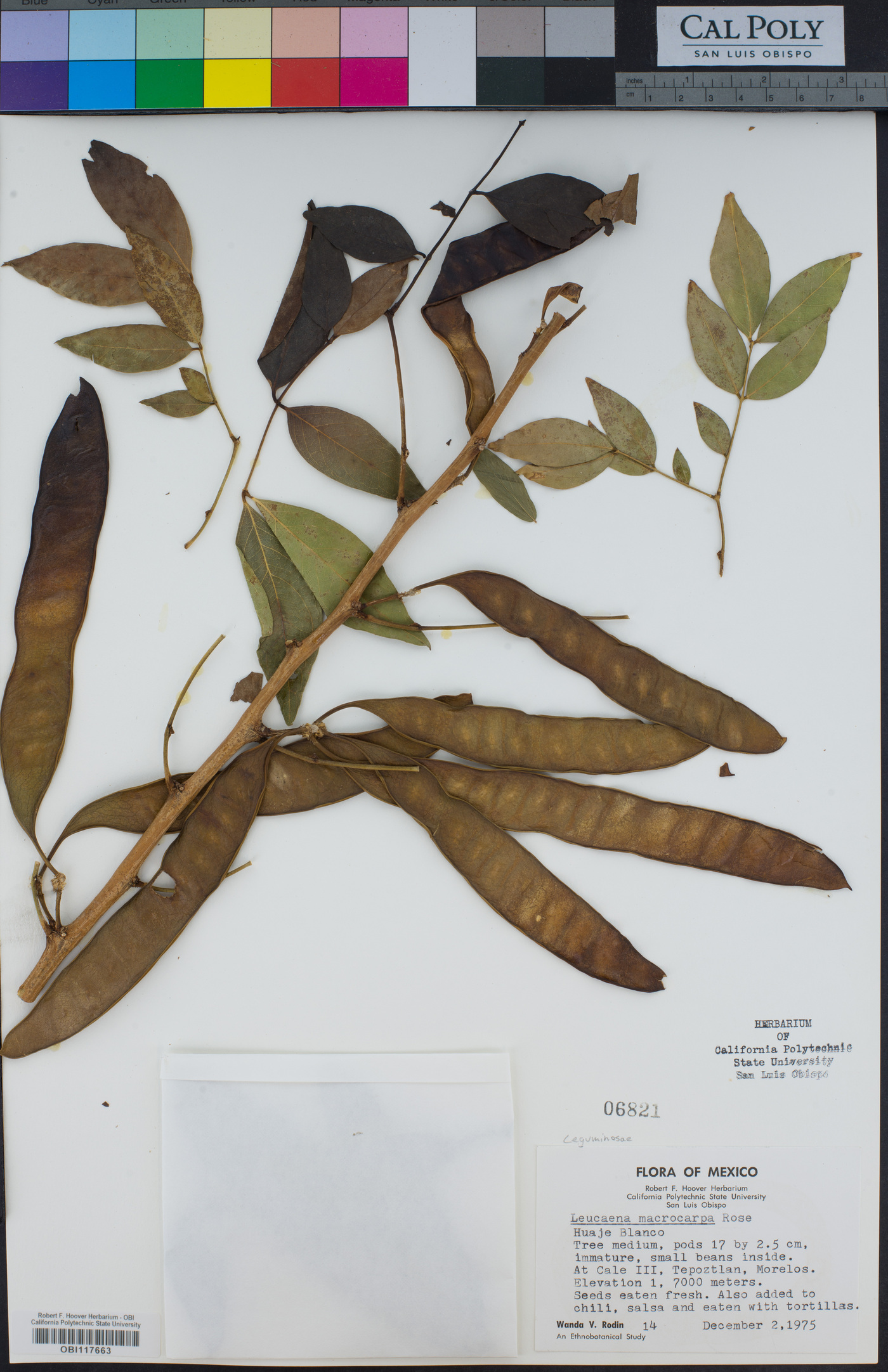 Leucaena macrocarpa image
