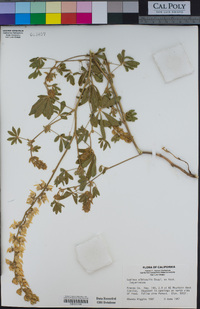 Lupinus albicaulis image